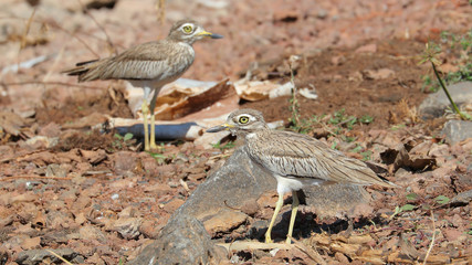Alcaraván Senegalés