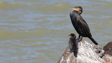 Cormoranes en el Lago Tana, Etiopía.