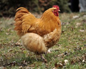 In the rustic yard cock
