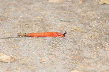 red slug in the great outdoors