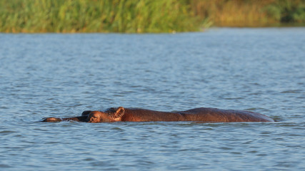 Fototapeta premium Hipopótamo en Lago Tana, Etiopía.