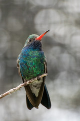 Male Broad-billed Hummingbird on a Perch
