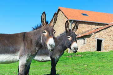 Donkeys at the farm