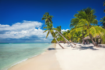 Palm trees on white sandy beach in Caribbean sea, Saona island. Dominican Republic.