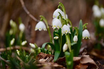 Snowdrop