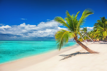 Fototapeta na wymiar Palm trees on white sandy beach in Caribbean sea, Saona island. Dominican Republic