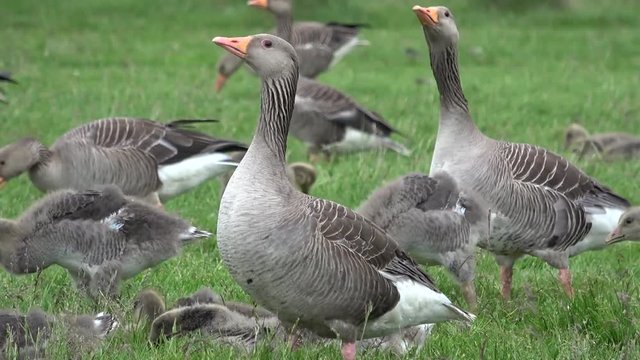 Gruppe von Graug&auml;nsen