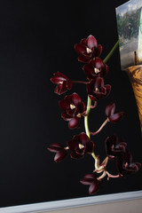 burgundy red orchid on dark black background Fredklarkeara After Dark