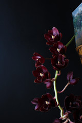 burgundy red orchid on dark black background Fredklarkeara After Dark
