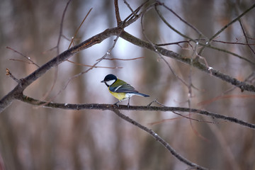 Tit on the branches in the spring forest in Moscow