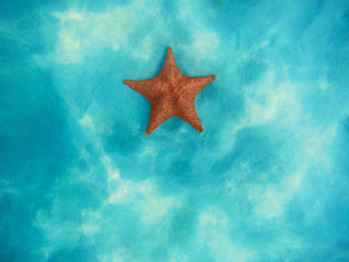 Starfish underwater over white sand in Caribbean sea