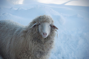 Close up view of a looking sheep in winter sunny day