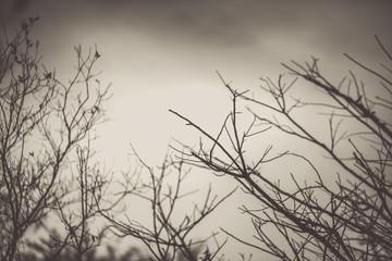 silhouette of a tree