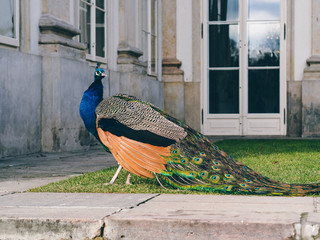 peacock in the garden