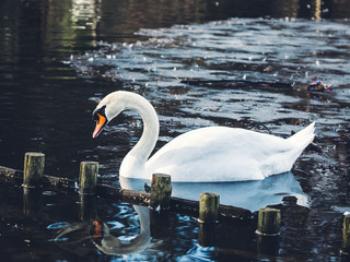 white swan on the lake