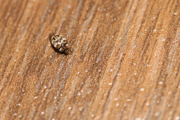 khapra beetle in the apartment