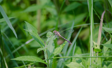Pronghorn Clubtail Dragonfly on a Leaf