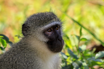 Kopf einer Grüne Meerkatze (Vervet monkey) in Südafrika.