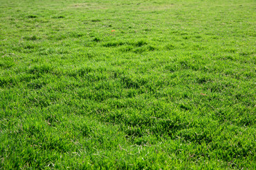 Obraz na płótnie Canvas grass texture from a field