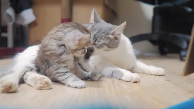 cat licks tabby scottish kitten cute video mom. cat family care love friendship and understanding. cute pets funny video. little a white cute kitten and adult cat pet lifestyle concept