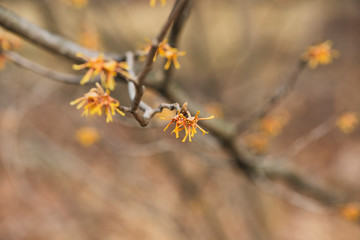 yellow vernal witch hazel flowers. hamamelis vernalis.