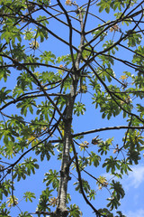 Abstract view of a trumpet tree or snakewood leaf Cecropia peltata,  listed as one of the world 100 worst invasive alien species