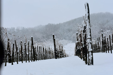 Winter on the vineyard, Hungary, Szeksz&aacute;rd