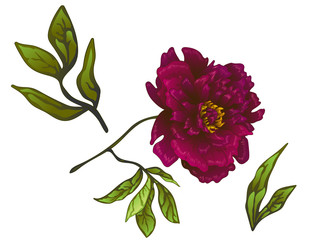 Vector Burgundy peony floral botanical flower. Engraved ink art. Isolated peonies illustration element.