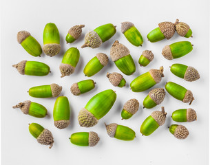Acorn fresh green overhead large close up macro arrangement isolated on white background in studio
