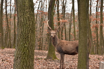 fallow deer in the forest