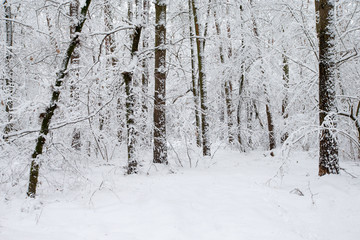 beautiful winter forest and the road