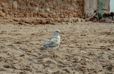 Seagull lonely on the beach