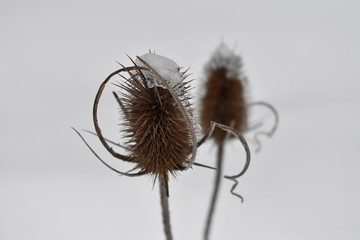 Dipsacus laciniatus in the winter