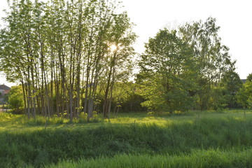 Obraz premium morning in the forest