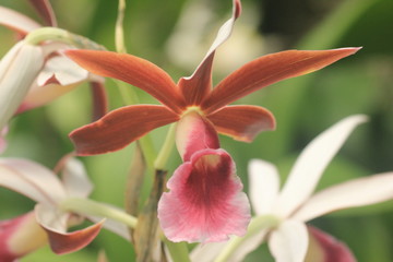 Delicate patterns of a rare wild especies or orchid in the rainforest Venezuela