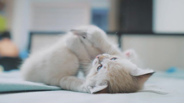 two little white kitty kittens play fighting on the bed funny video. white cats two kitten playing sleeps lifestyle bite each other. little cat cute beautiful kittens concept