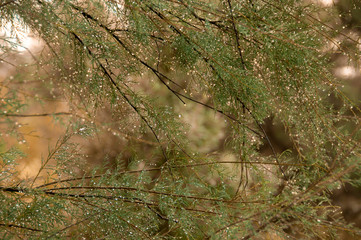 sprig of coniferous tree with silver rain droplets