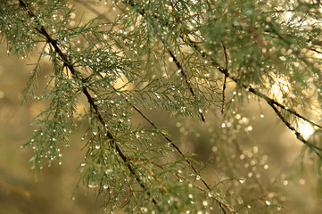 sprig of coniferous tree with silver rain droplets