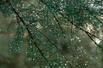 sprig of coniferous tree with silver rain droplets