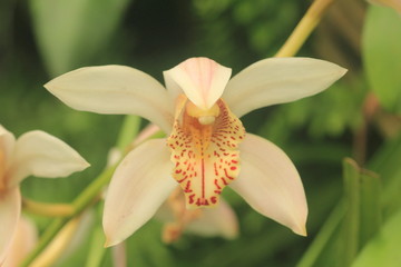 Fototapeta na wymiar Delicate patterns of a rare wild especies or orchid in the rainforest Venezuela