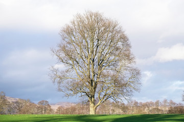 Fototapeta na wymiar One tree single and alone on horizon at golf course Loch Lomond Priory