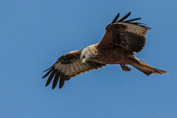 Milan Royal en vol (Milvus milvus)