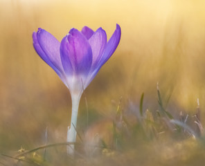 Krokus im Sonnenlicht