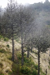 Tolimán_34