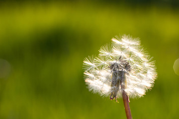 a white dandelion in a field