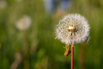 a white dandelion in a field