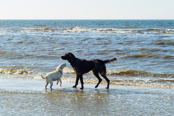 Spielende Hunde am Meer Nordsee Hundestrand