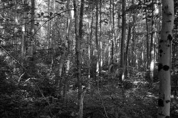 Black and White Forestscape