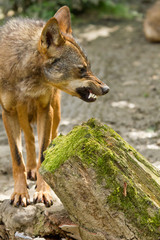 Iberischer Wolf (Canis lupus signatus)