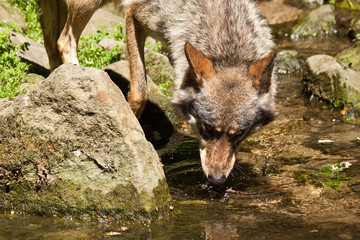 Wolf oder Grauwolf (Canis lupus)